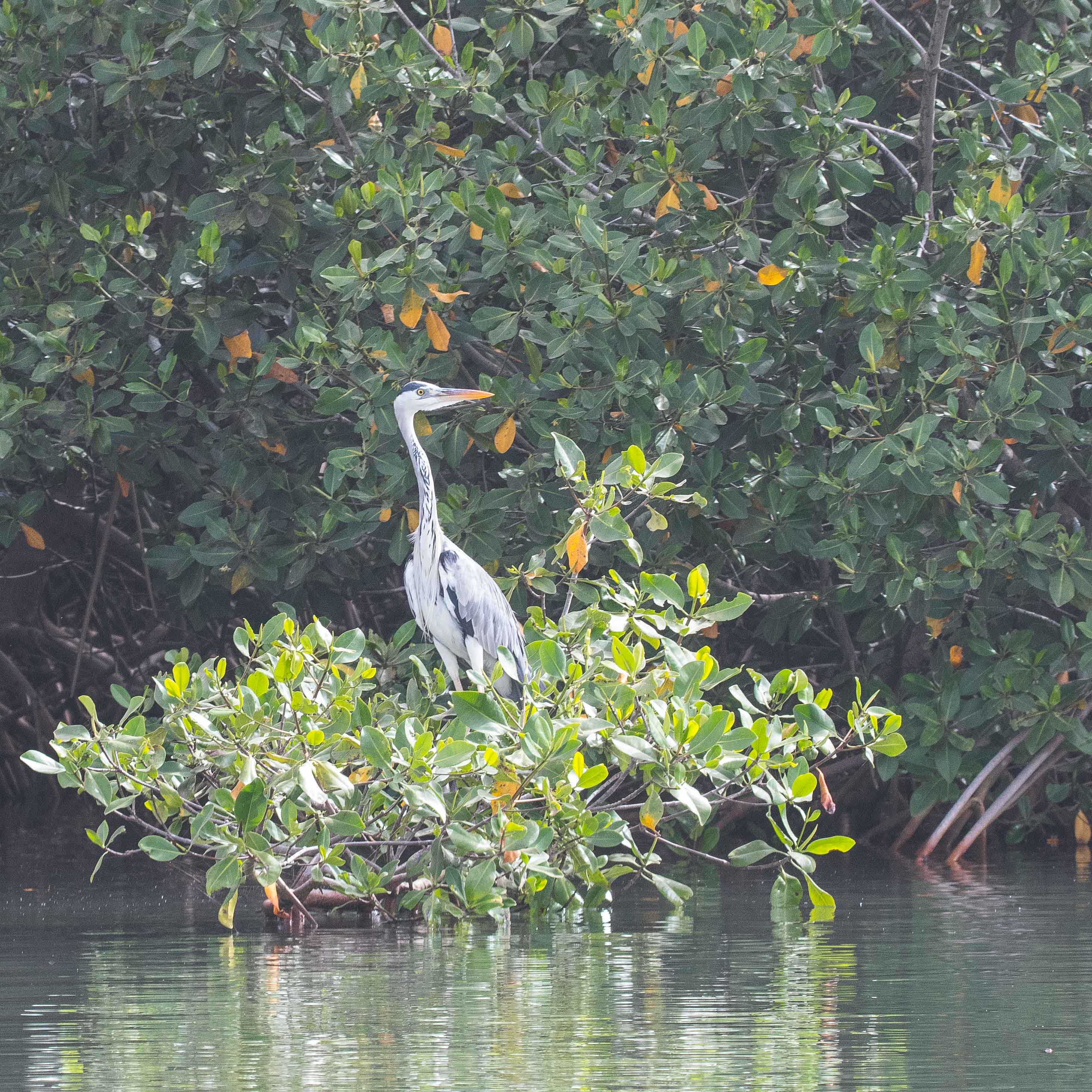 Héron cendré adulte (Grey Heron, Ardea Cinerea) se reposant sur une touffe de mangrove. Réserve Naturelle d'Intérêt intercommunautaire de La Somone.